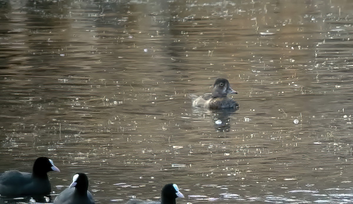 Ring-necked Duck - ML616474759
