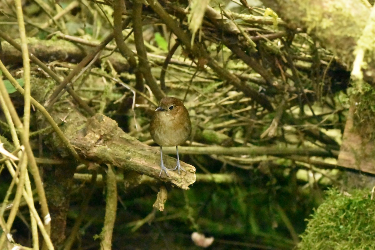 Brown-banded Antpitta - ML616474763