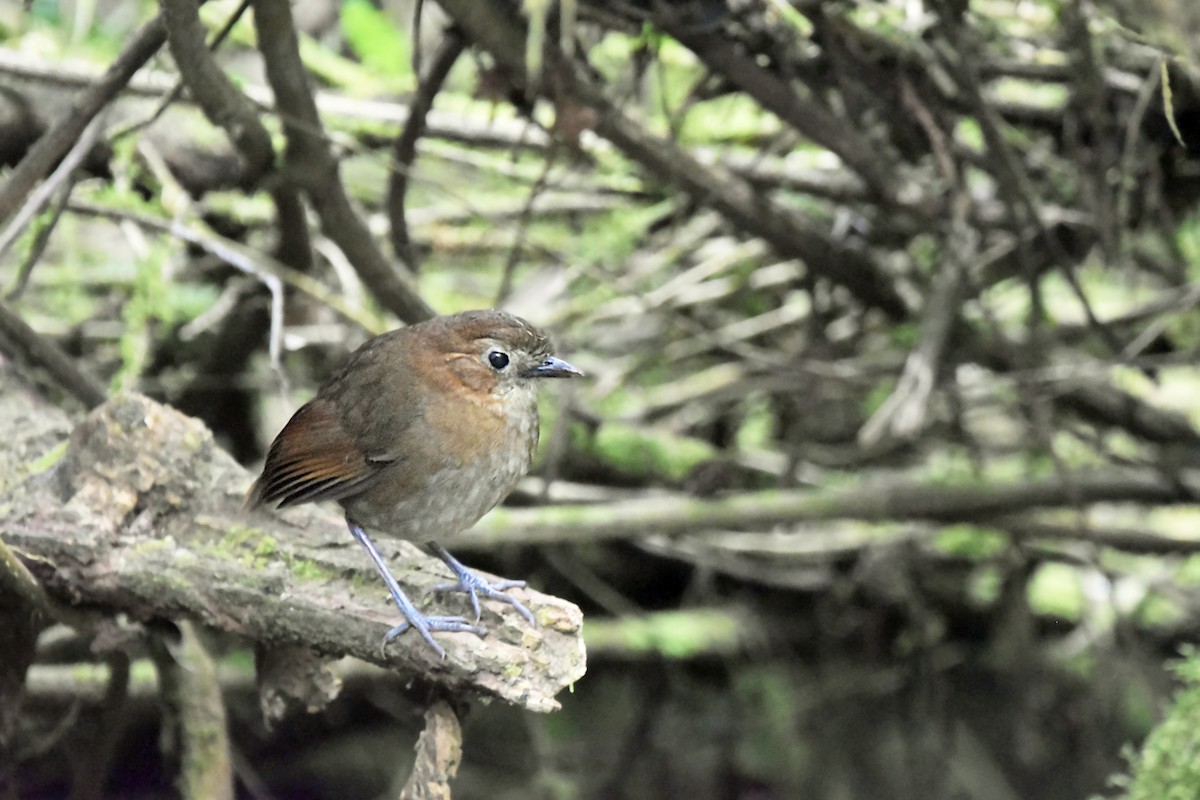 Brown-banded Antpitta - ML616474765