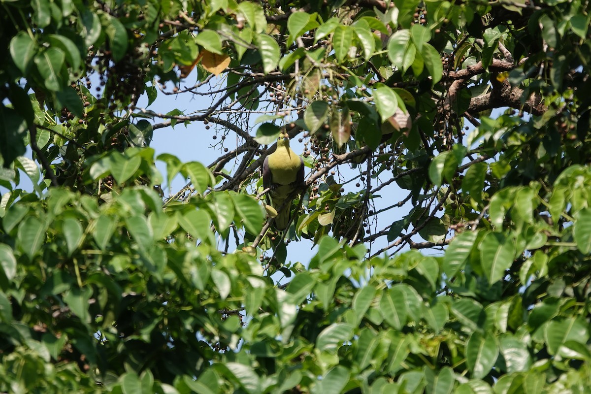 White-bellied Green-Pigeon - ML616474878