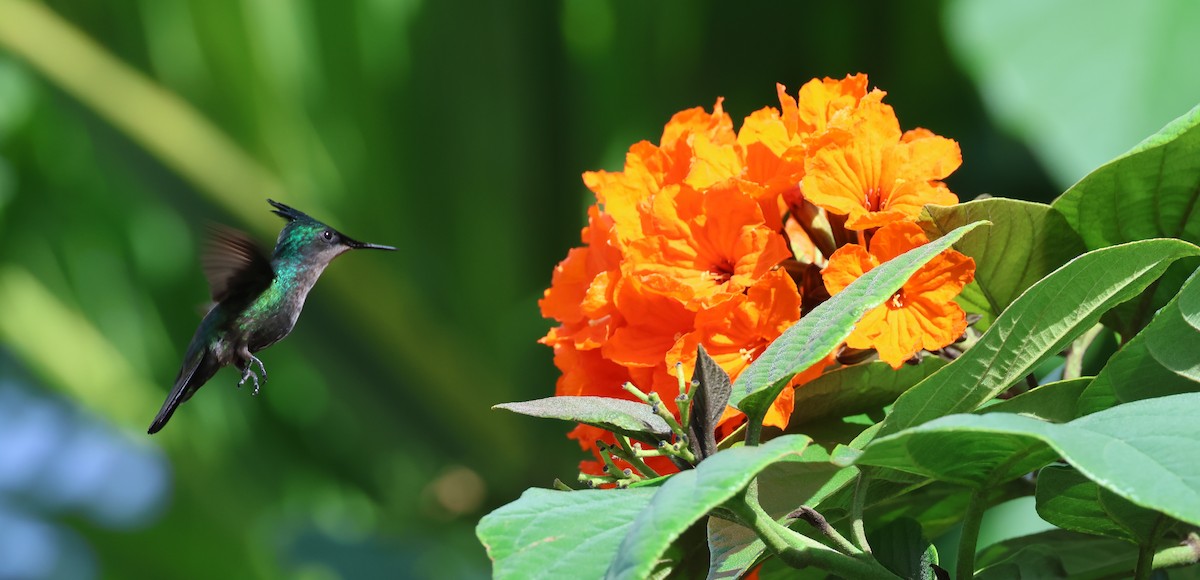 Antillean Crested Hummingbird - ML616474917