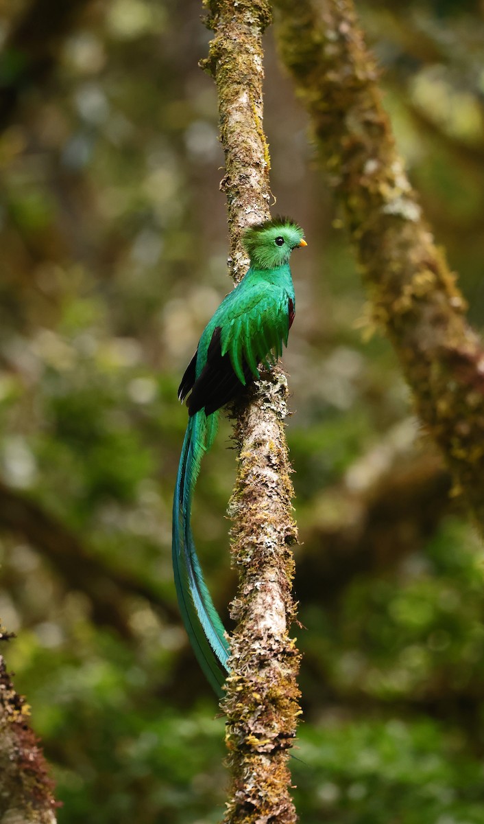 Resplendent Quetzal (Costa Rican) - Natalie Carusillo