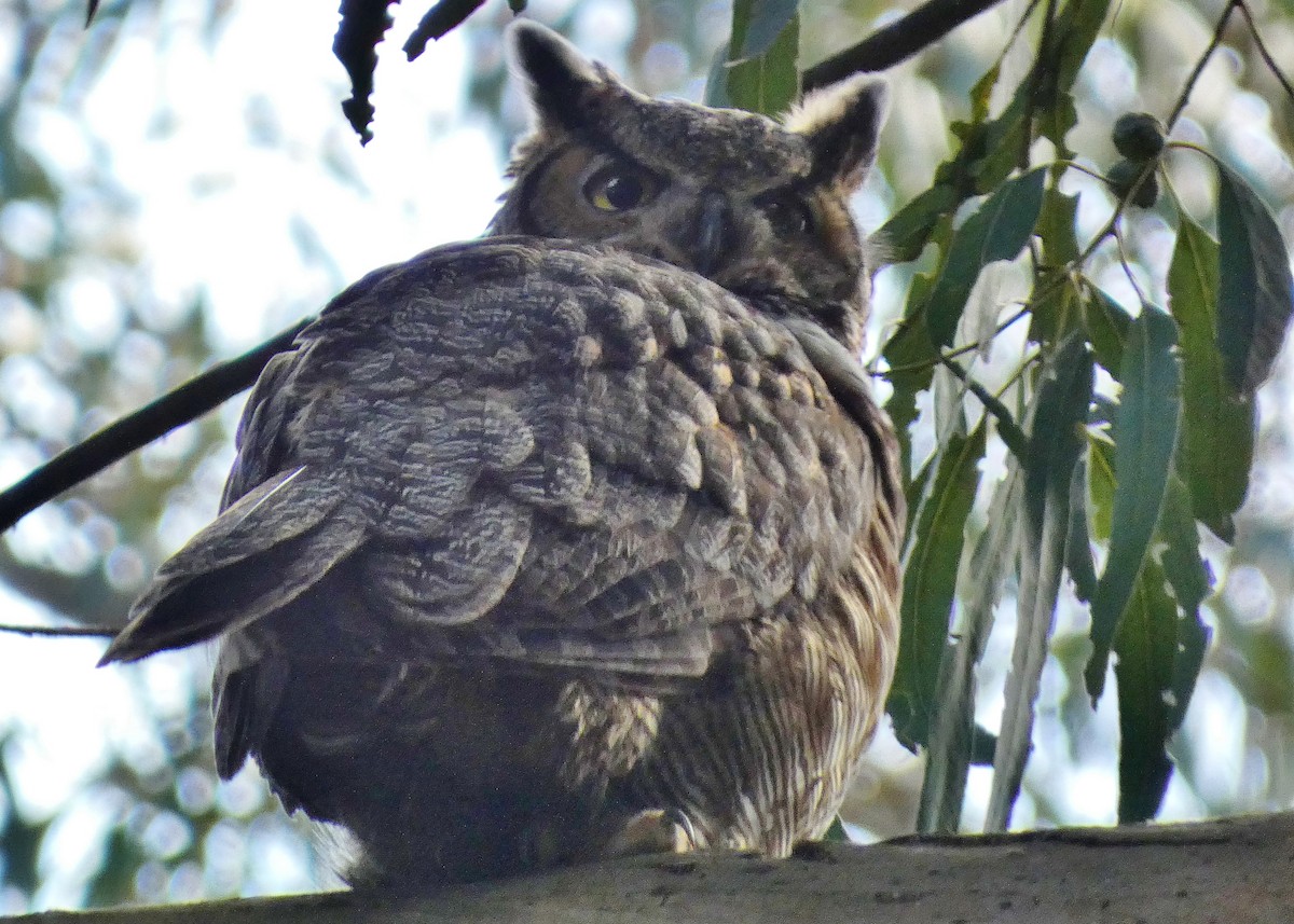 Great Horned Owl - ML616475346