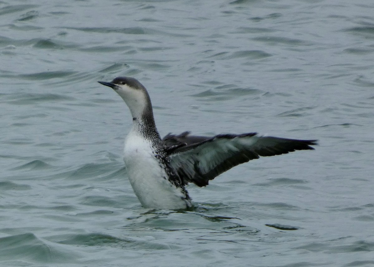 Red-throated Loon - ML616475426