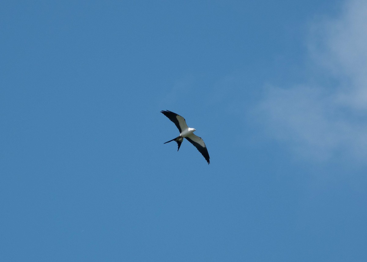 Swallow-tailed Kite - ML616475490