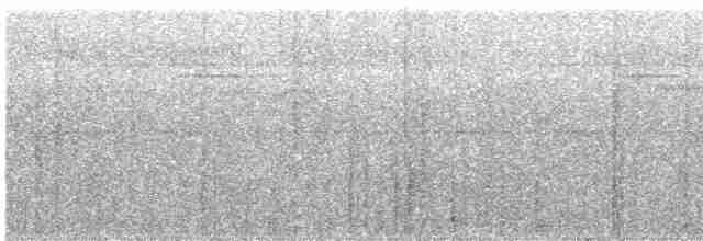White-throated Tinamou - ML616475507