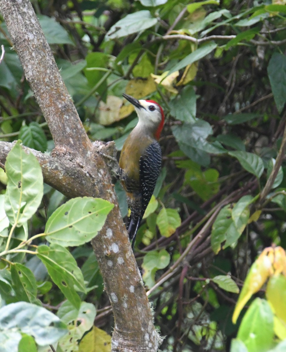 Jamaican Woodpecker - ML616475542