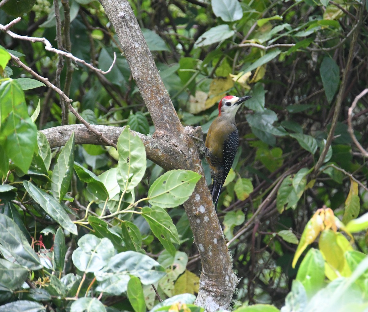 Jamaican Woodpecker - ML616475543