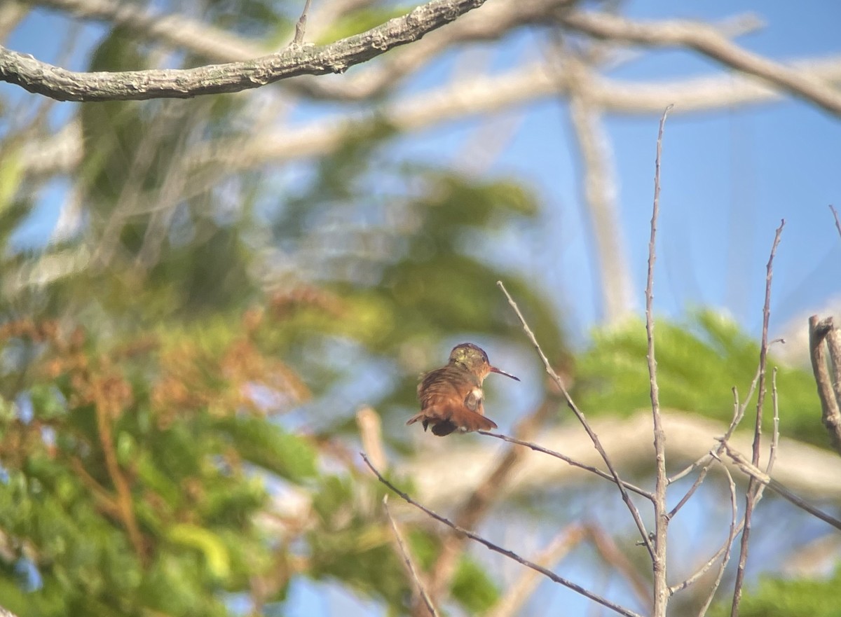 Cinnamon Hummingbird - ML616475554