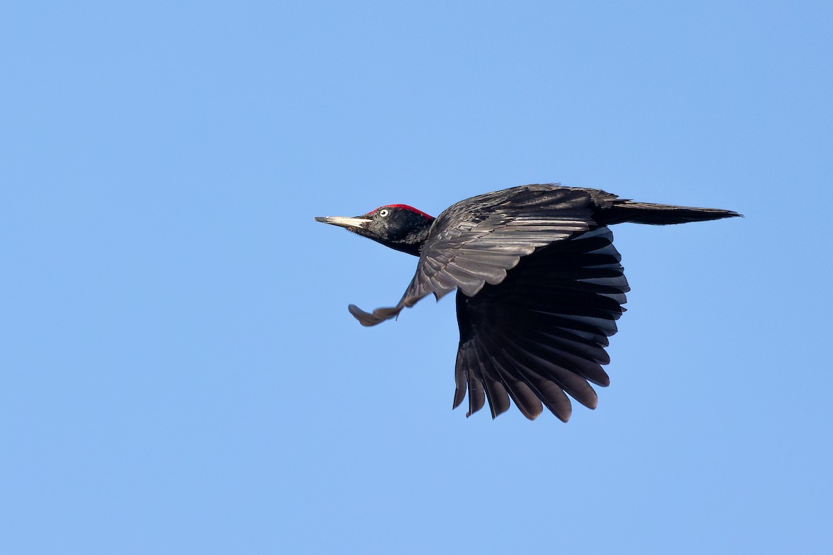Black Woodpecker - ML616475647