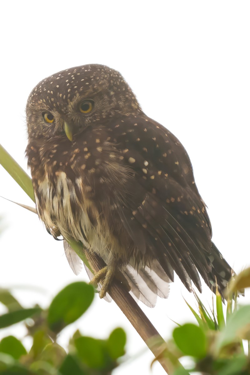 Andean Pygmy-Owl - ML616475662