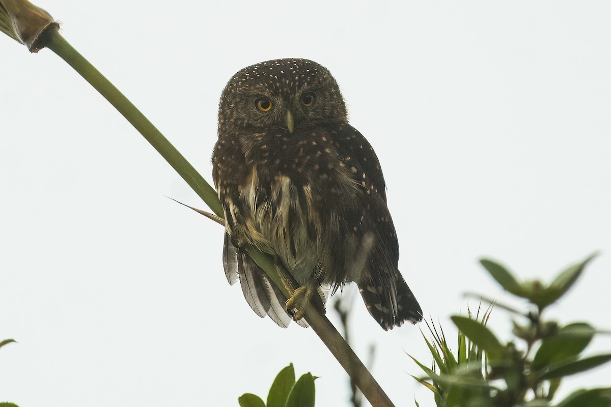 Andean Pygmy-Owl - ML616475663