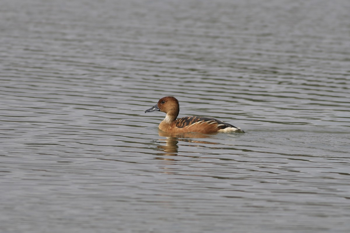 Fulvous Whistling-Duck - ML616475774