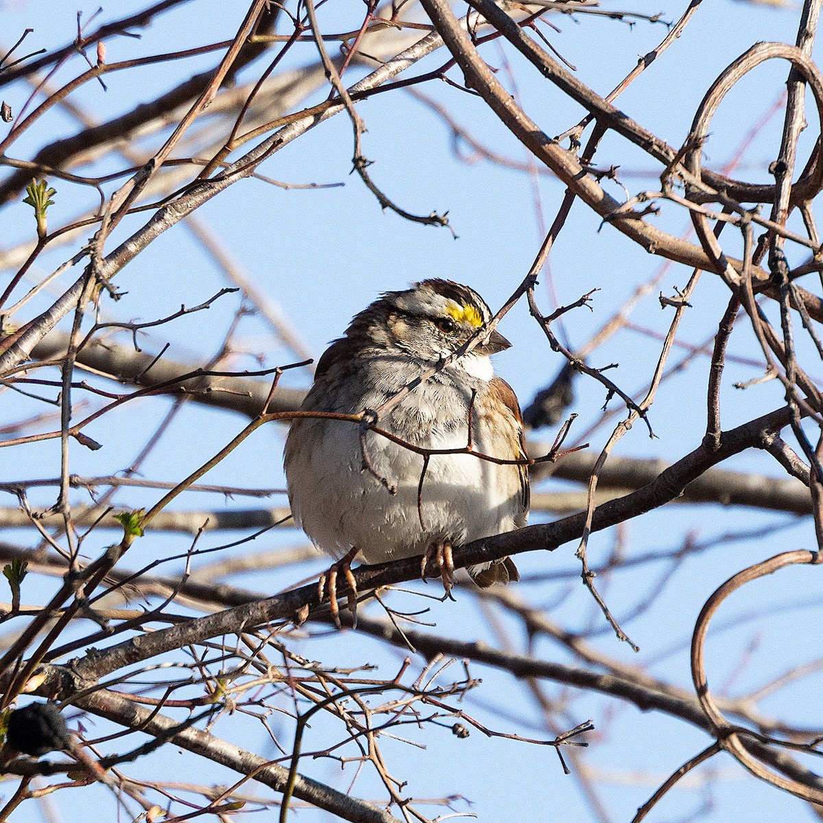 White-throated Sparrow - ML616475778