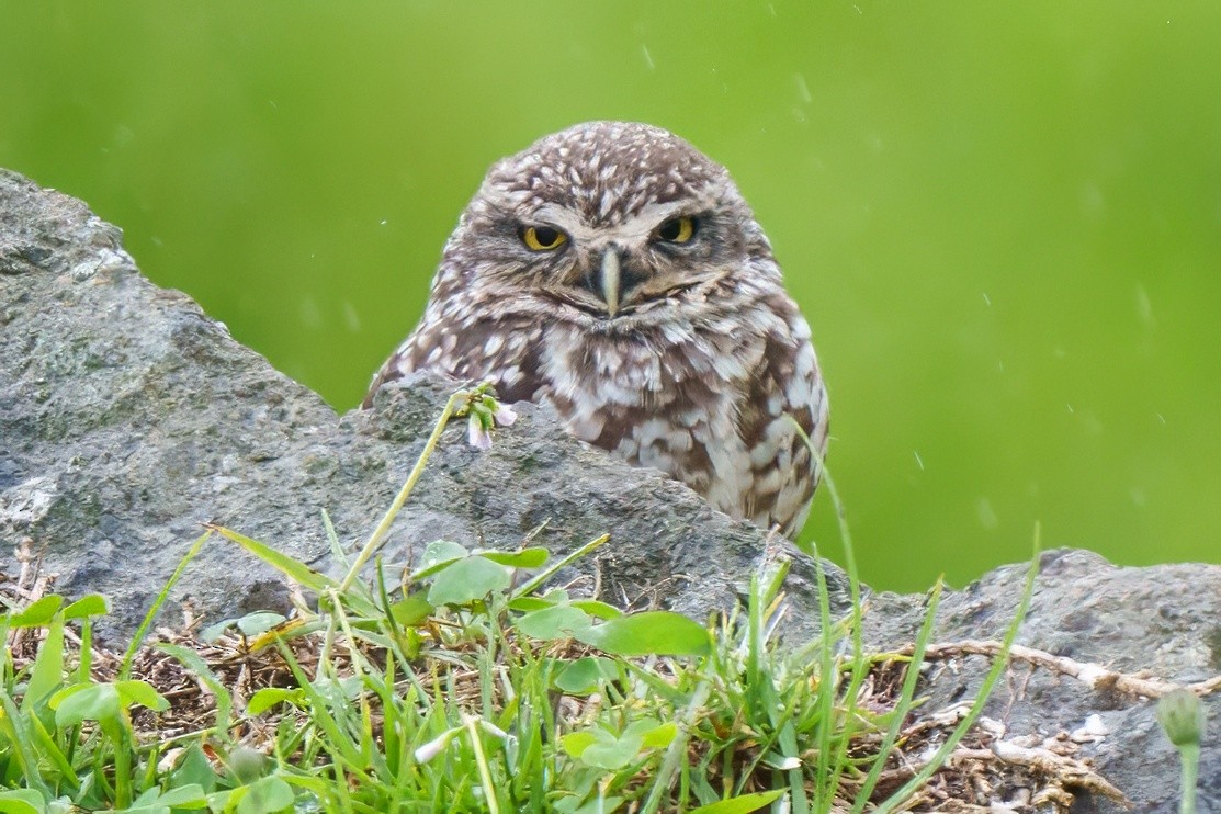Burrowing Owl - Carl Bespolka
