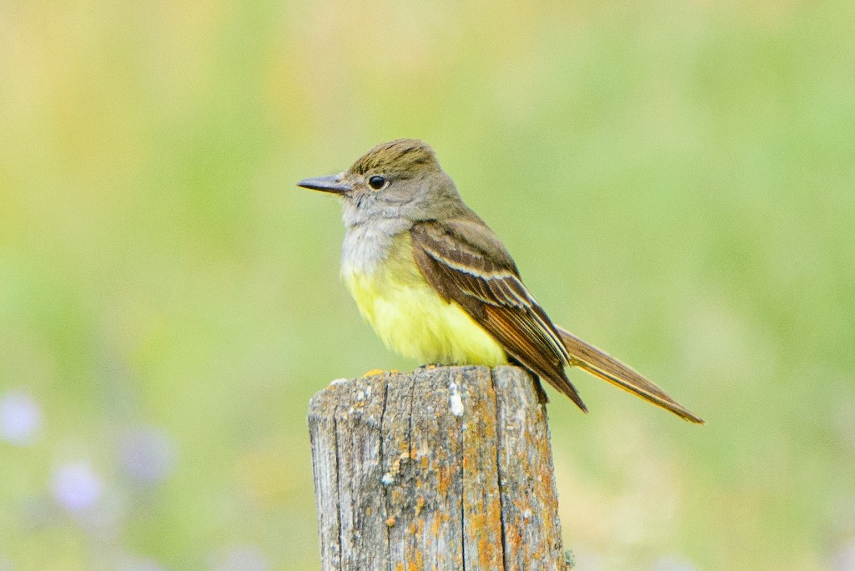 Great Crested Flycatcher - ML616475899