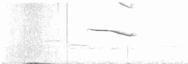 Breitspiegel-Nachtschwalbe - ML616475908