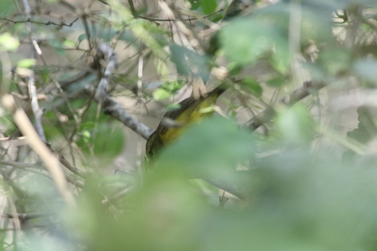 Golden-crowned Warbler - ML616475933