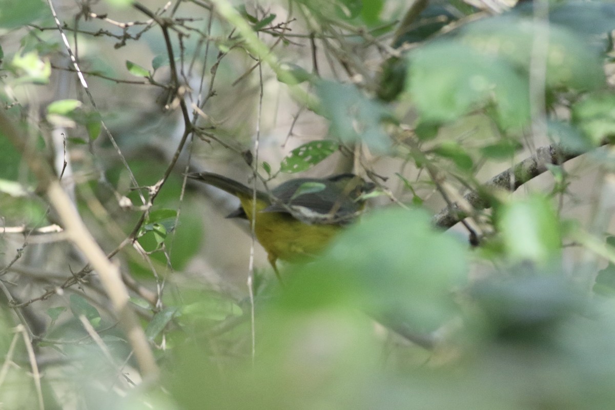 Golden-crowned Warbler - ML616475939