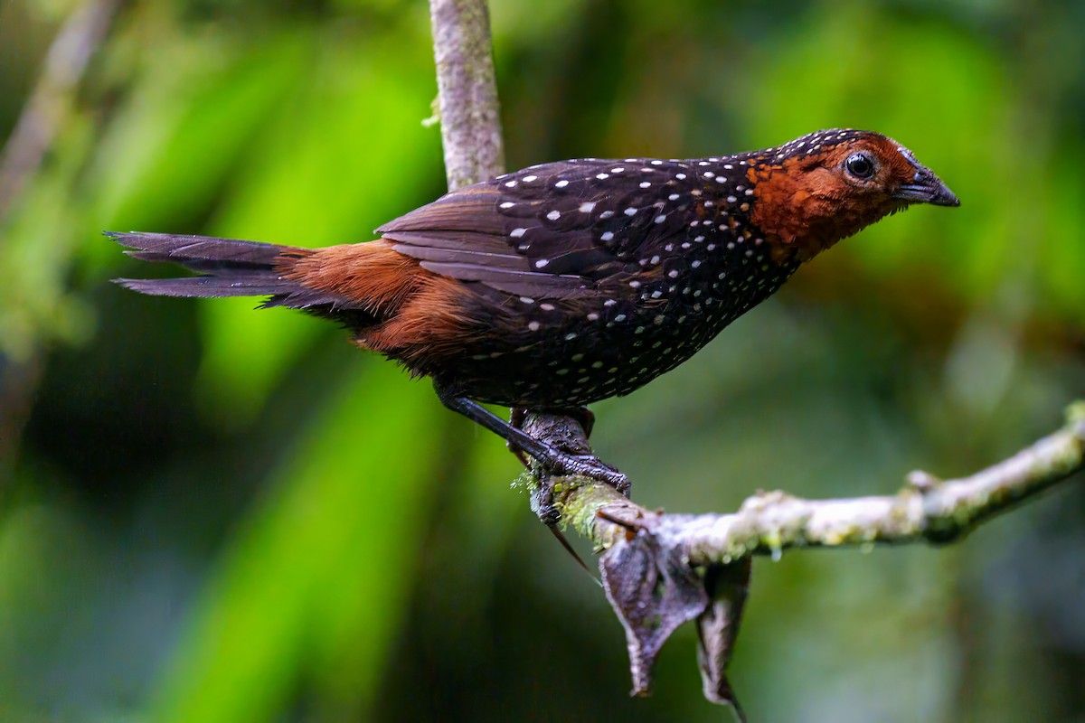 Ocellated Tapaculo - ML616475955