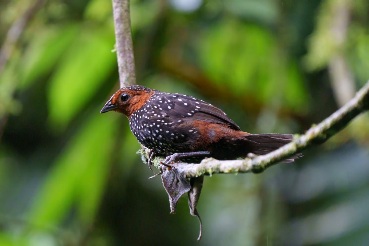 Ocellated Tapaculo - ML616475956