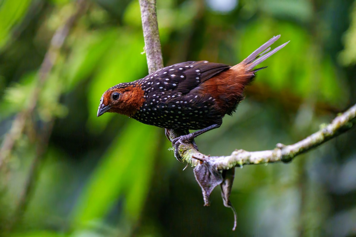 Ocellated Tapaculo - ML616475957