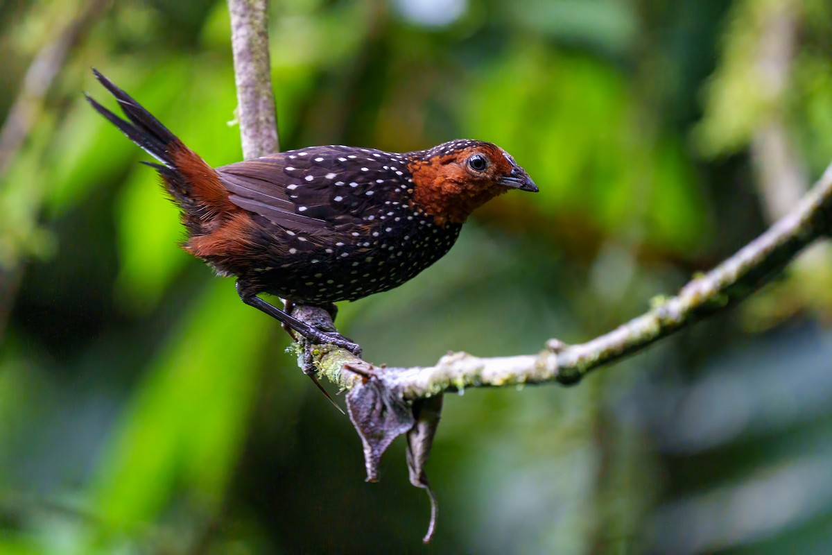 Ocellated Tapaculo - ML616475958