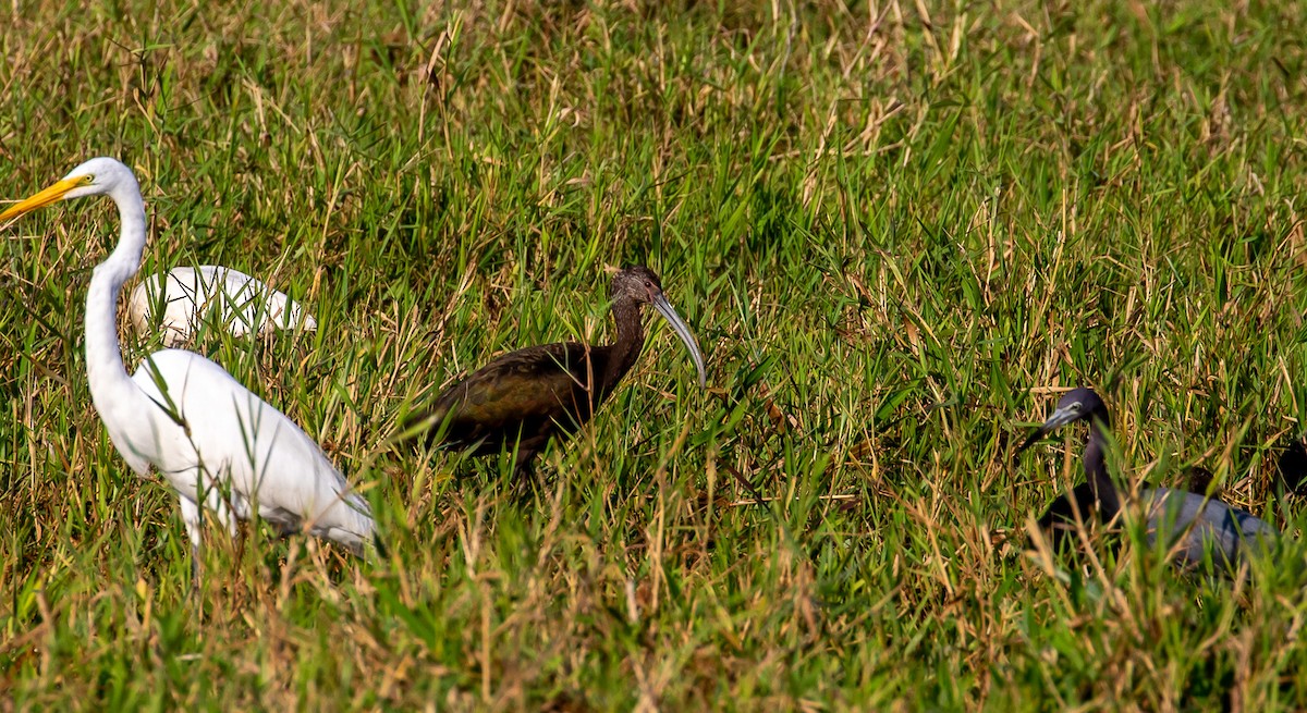 ibis americký - ML616476038