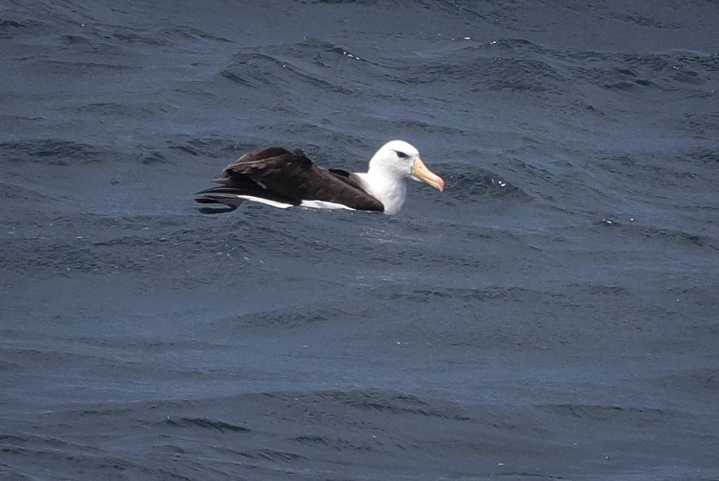 Black-browed Albatross - ML616476144