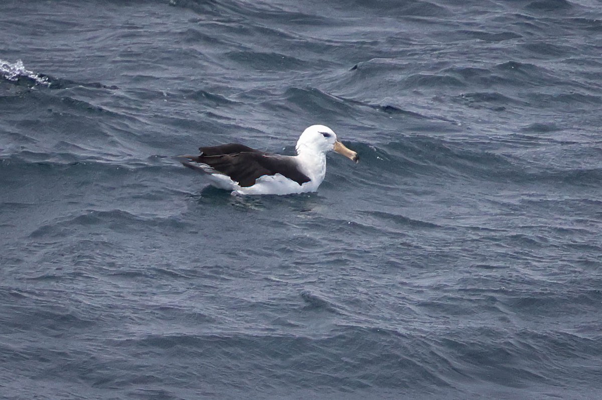 Black-browed Albatross - ML616476149