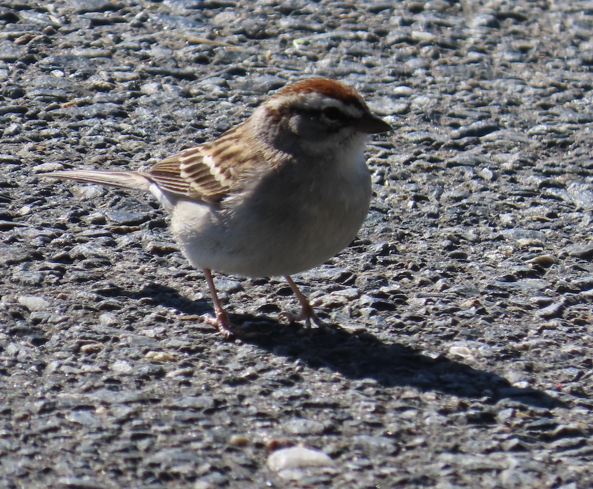 Chipping Sparrow - ML616476165