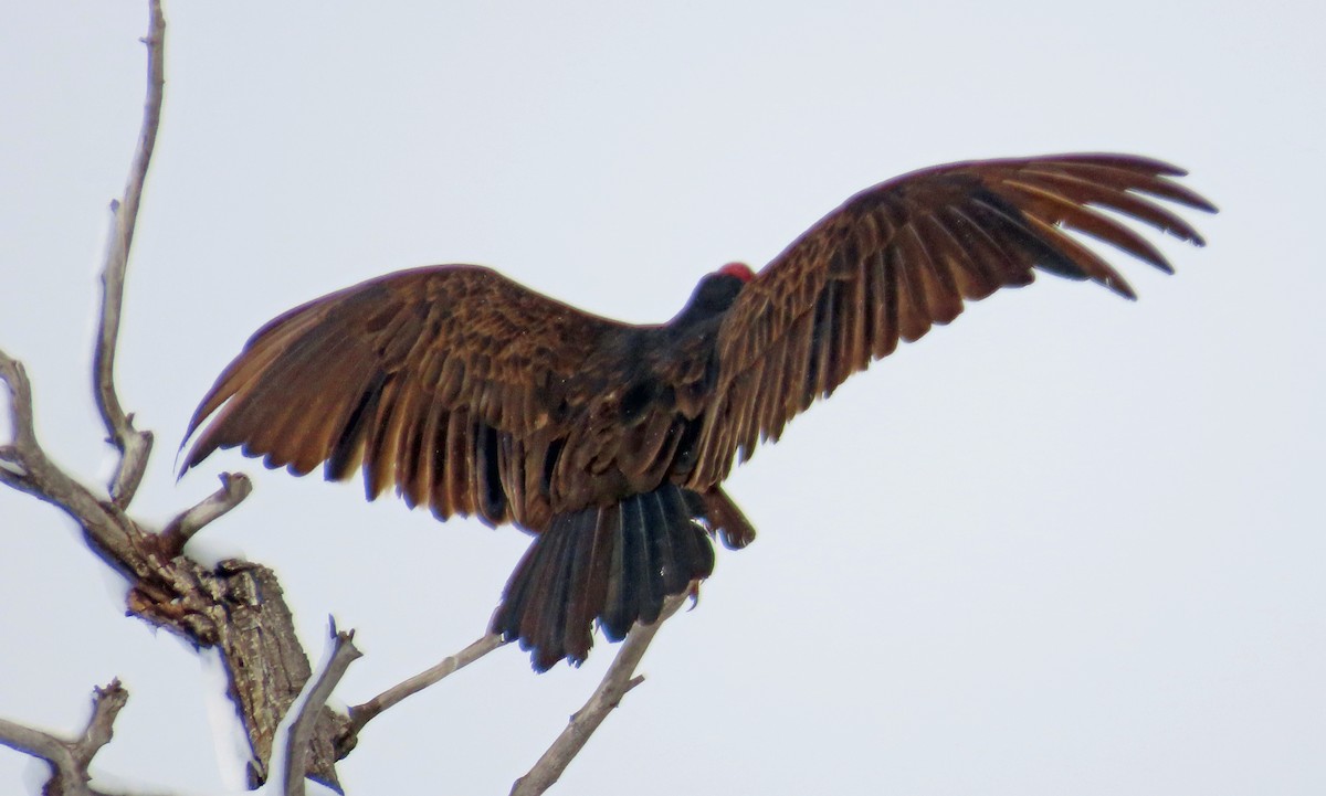 Turkey Vulture - ML616476192