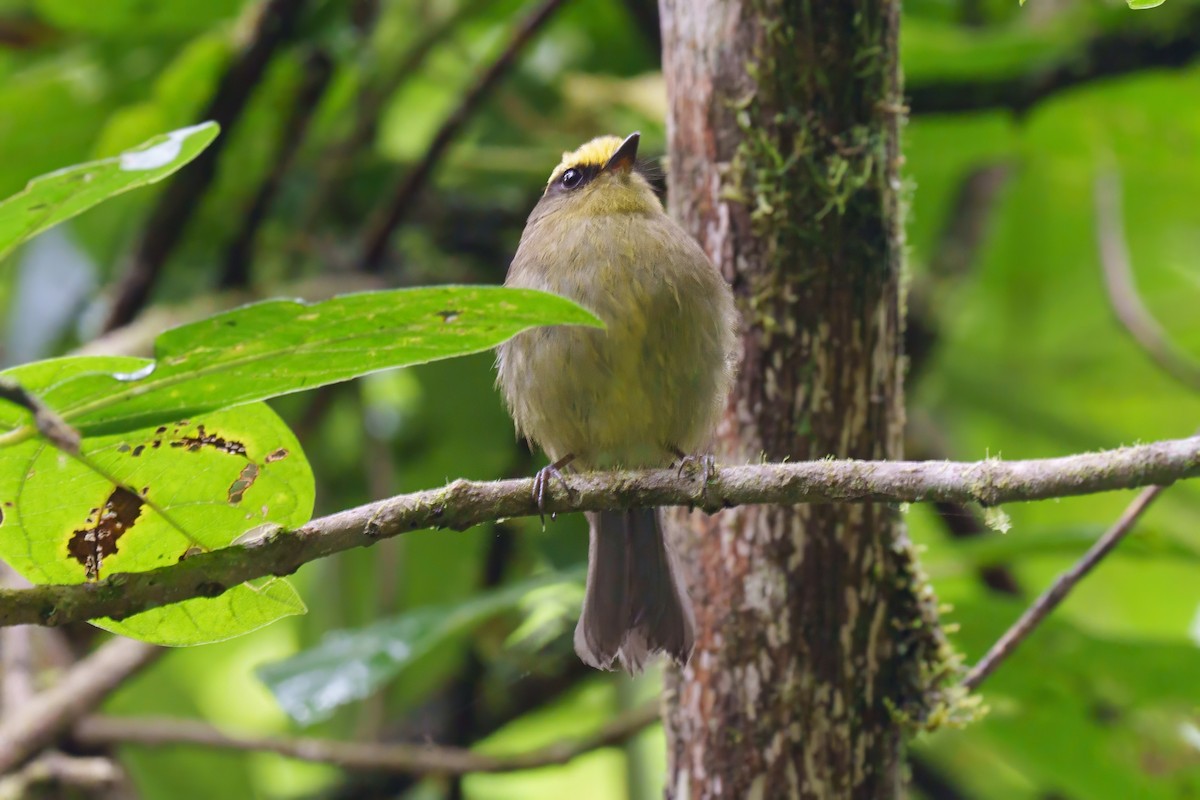 Yellow-bellied Chat-Tyrant - Carl Bespolka