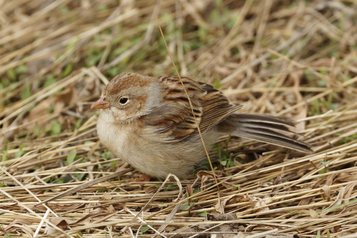 Field Sparrow - ML616476198