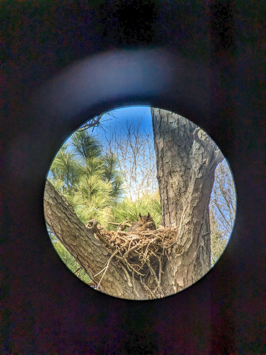 Great Horned Owl - ML616476199