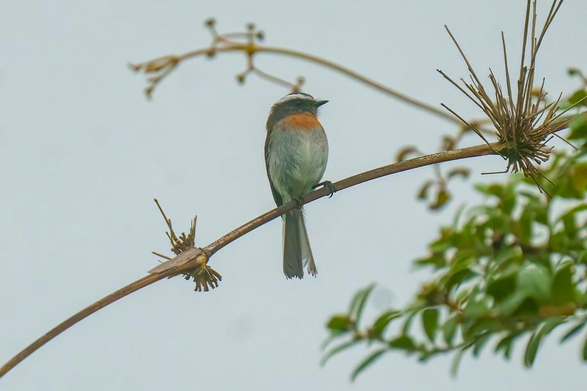 Rufous-breasted Chat-Tyrant - ML616476236