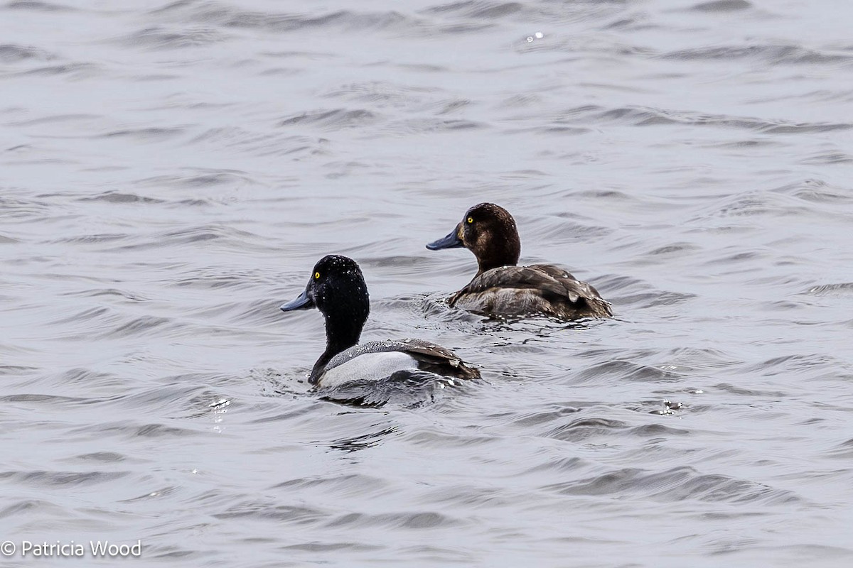 Greater Scaup - ML616476310