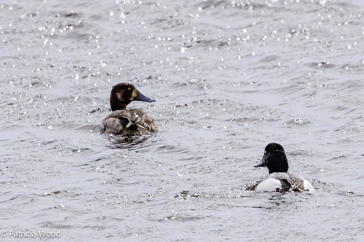 Greater Scaup - ML616476311
