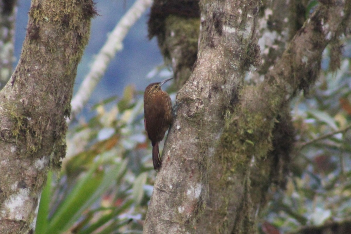 Strong-billed Woodcreeper - ML616476317