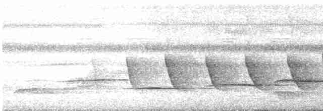 Tordina Coronioscura - ML616476363