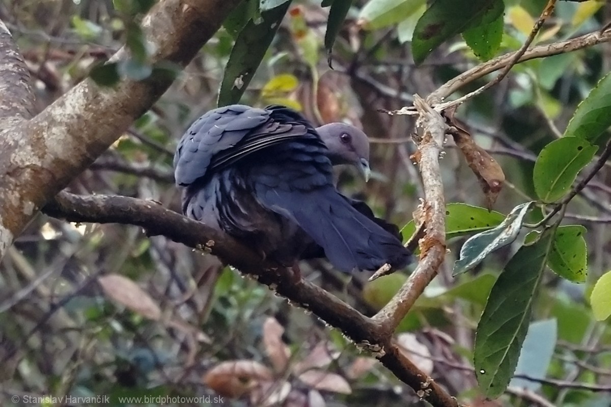 Sri Lanka Wood-Pigeon - ML616476440