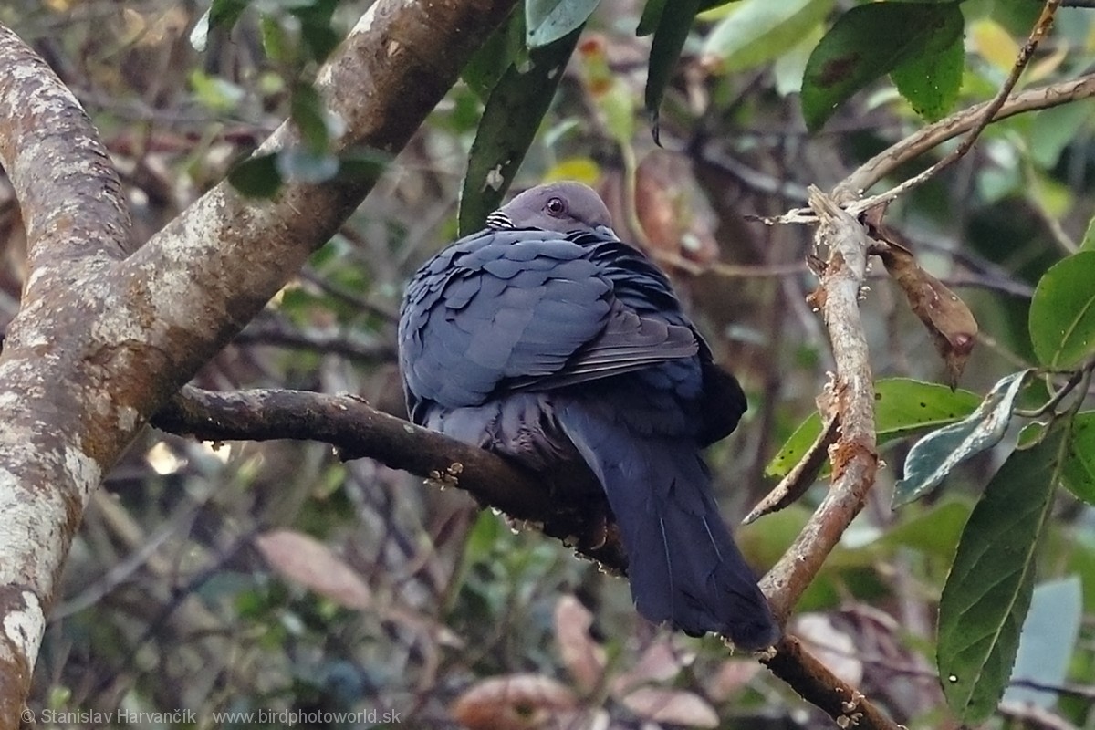 Sri Lanka Wood-Pigeon - ML616476441