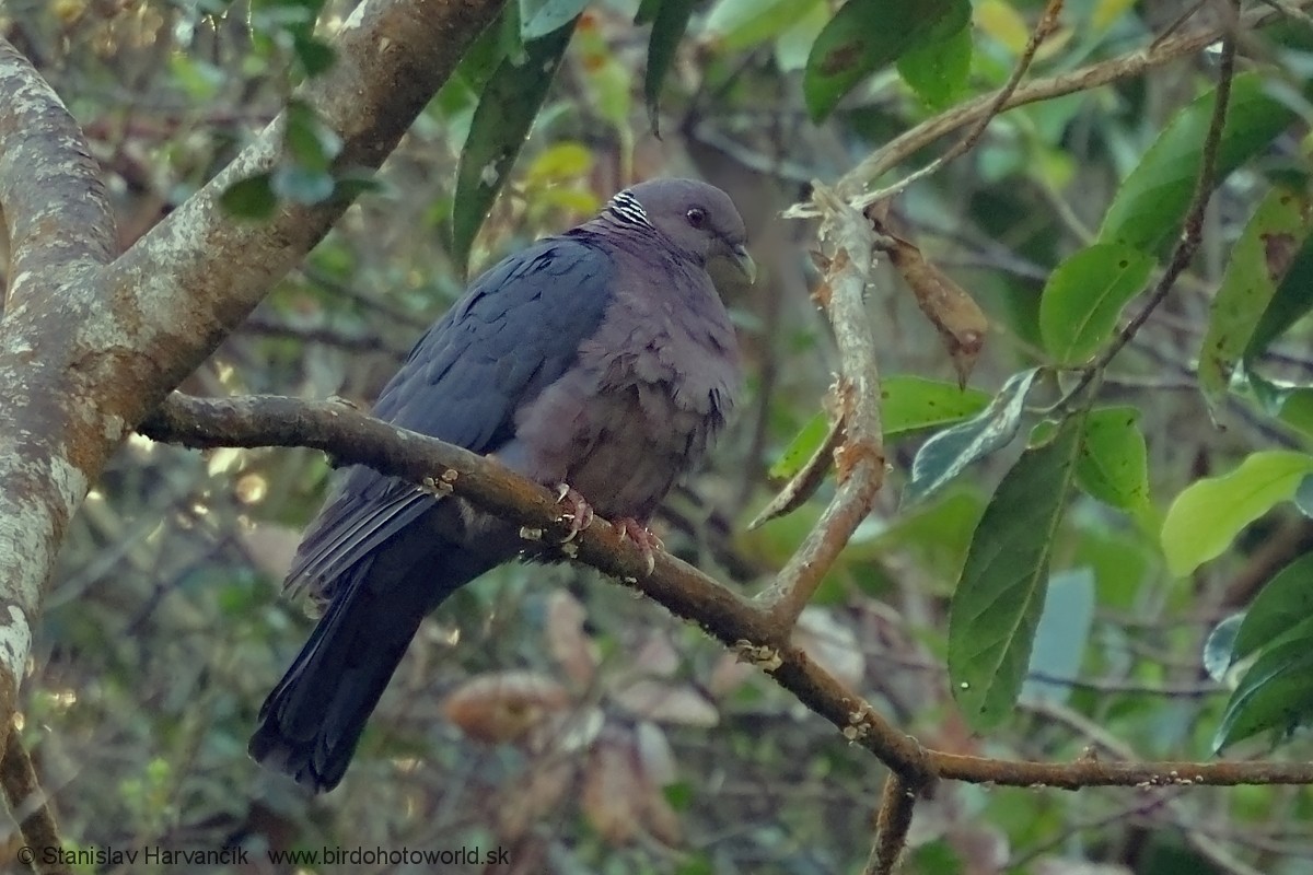 Sri Lanka Wood-Pigeon - ML616476444