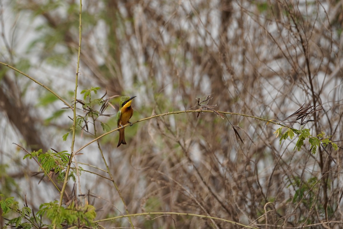 Little Bee-eater - Ben Costamagna