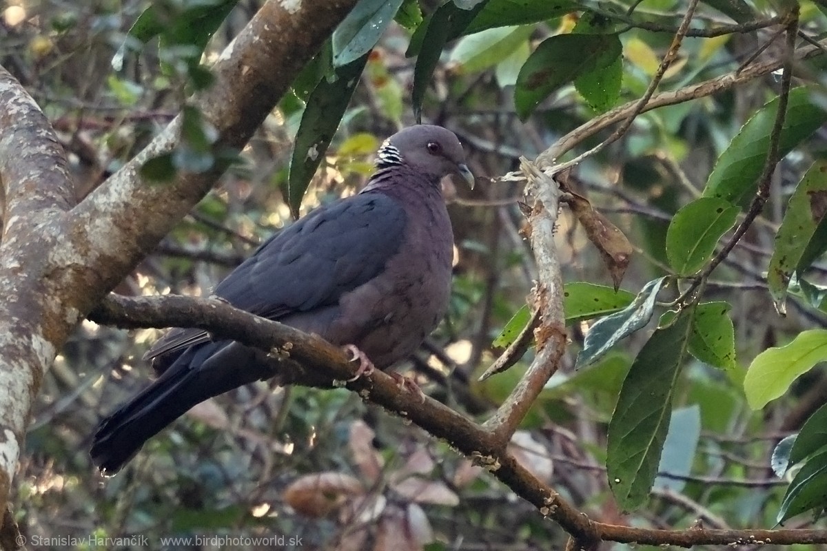 Sri Lanka Wood-Pigeon - ML616476511