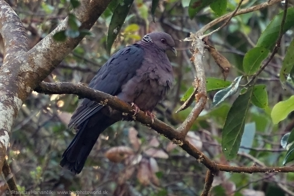 Sri Lanka Wood-Pigeon - ML616476512