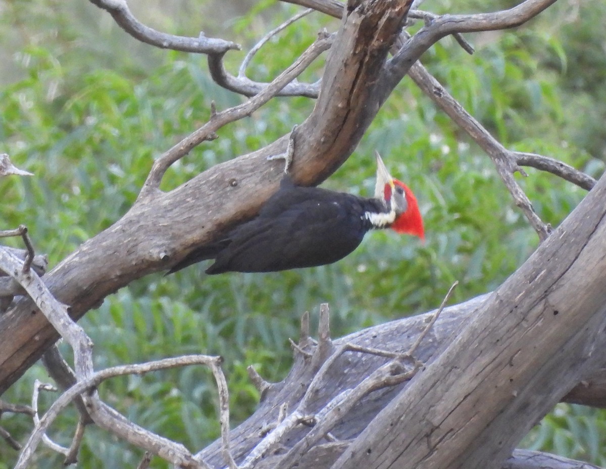 Black-bodied Woodpecker - ML616476559