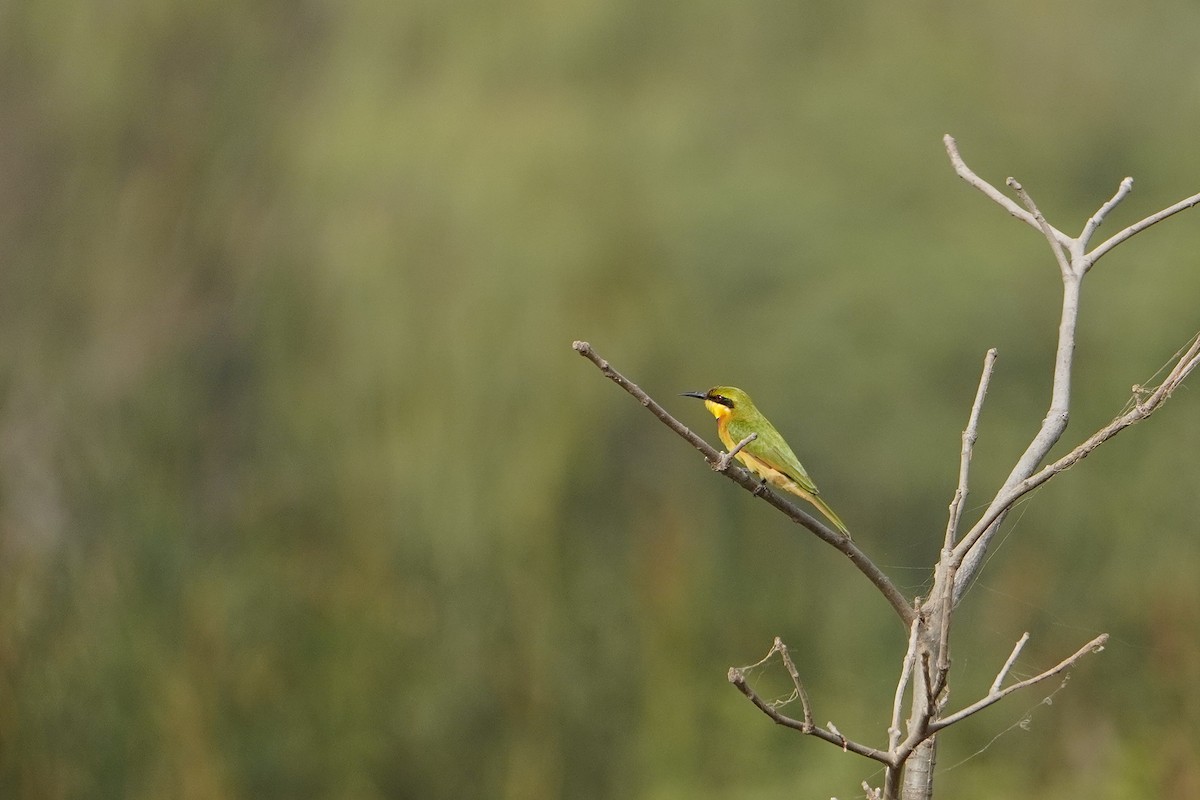 Little Bee-eater - Ben Costamagna