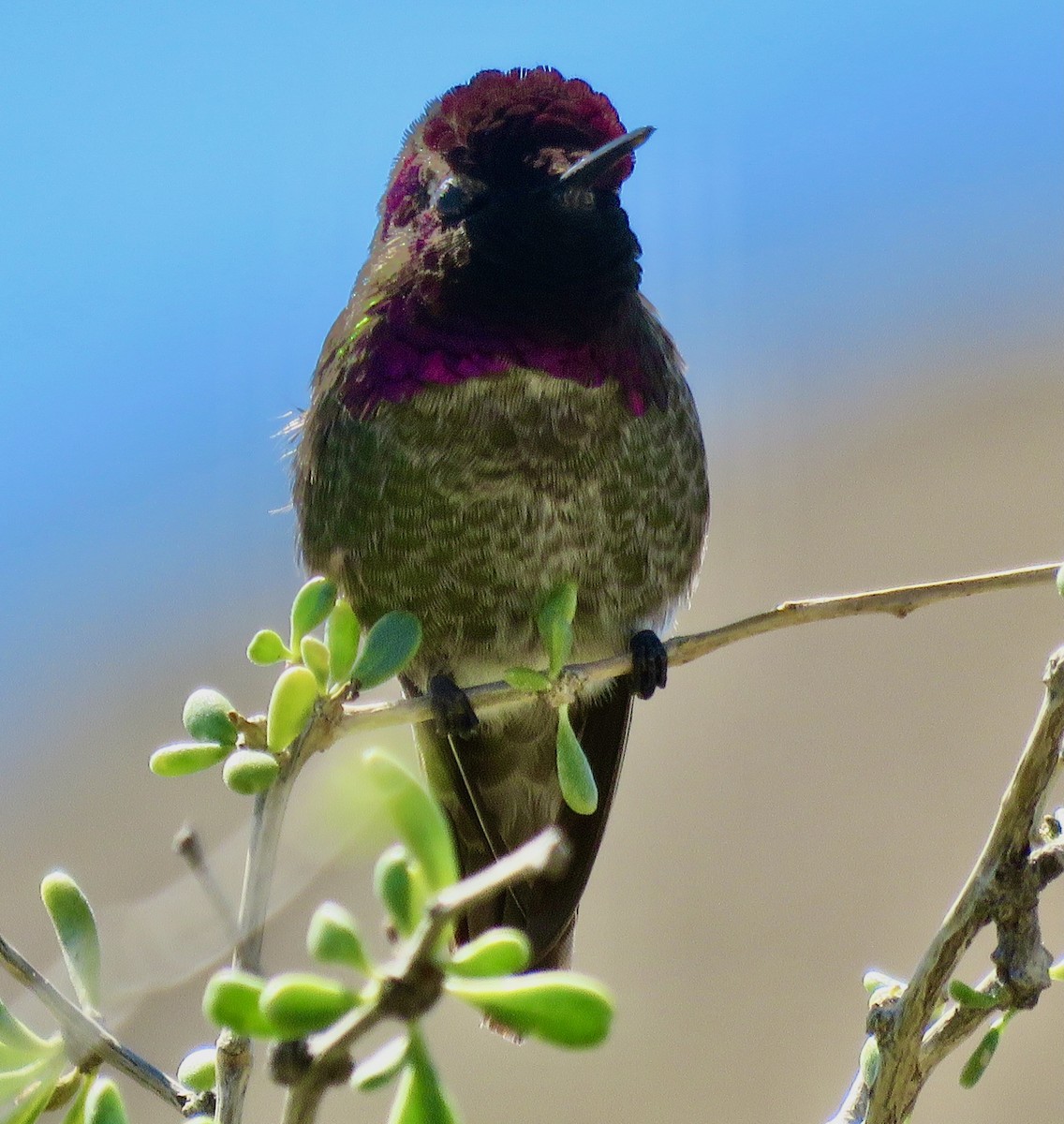 Anna's Hummingbird - Mark A. Brogie