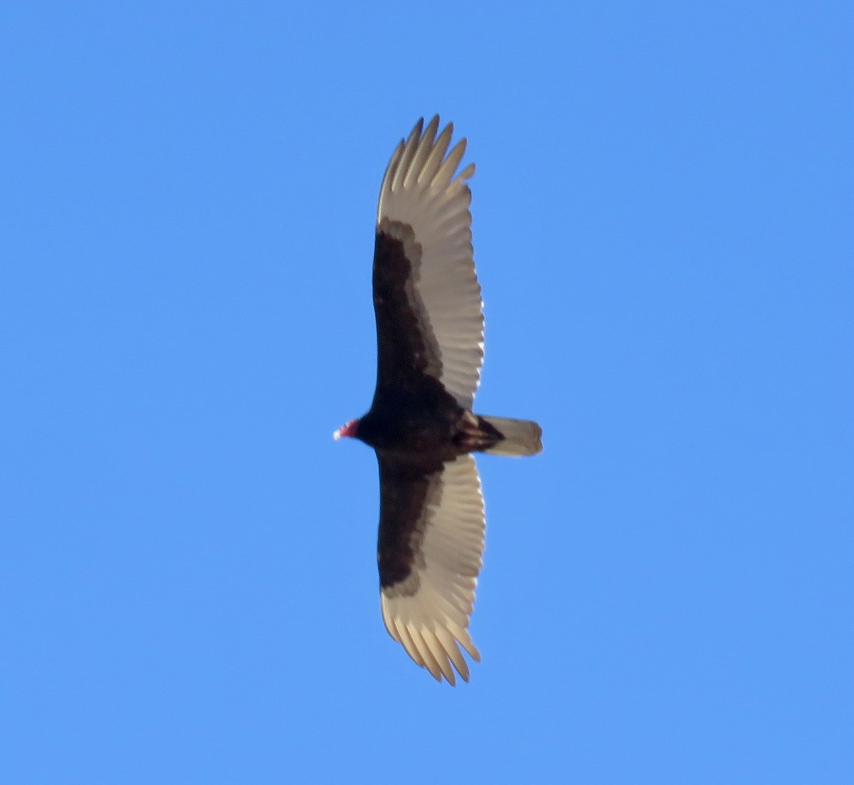 Turkey Vulture - Mark A. Brogie